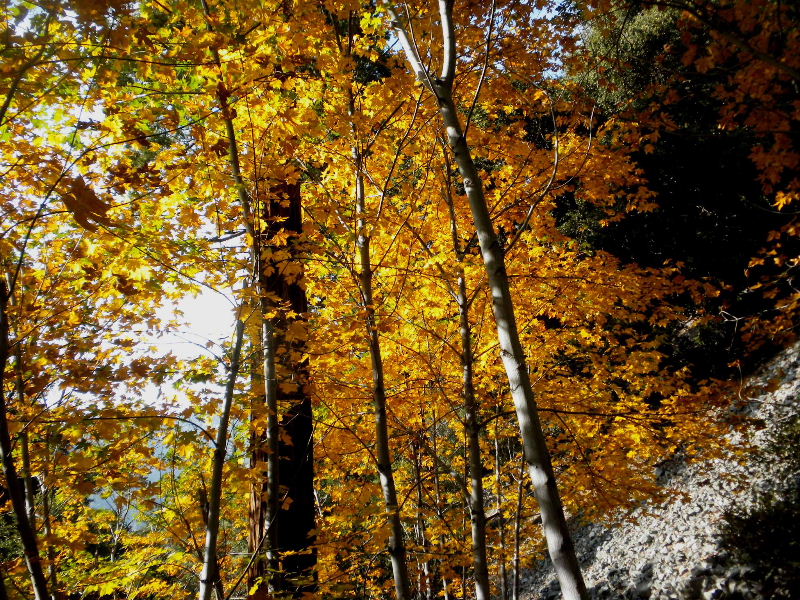 Timber101710 128.jpg